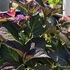 Osmanthus burkwoodii - 80-100cm 10 litre