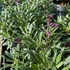 Helianthemum 'The Bride' - 9cm pot